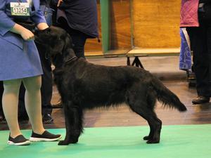 Roxy Standing - Crufts 2017