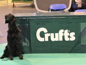 Roxy at Crufts
