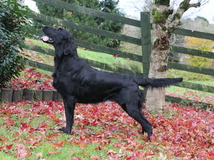 Nala Standing Autumn 2016