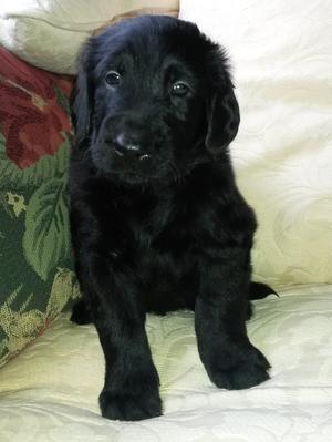 Last male pup