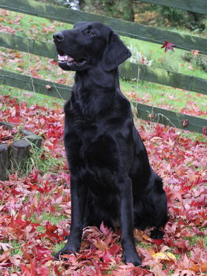 Nala Autumn 2016