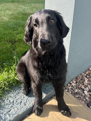 Ginny 14 Weeks