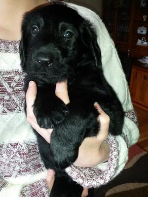 Last male pup