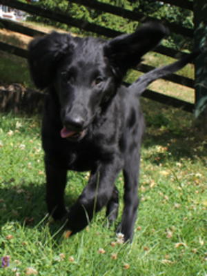Inca at 15 weeks