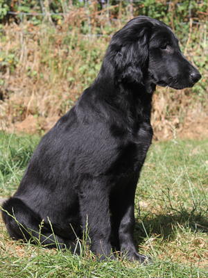 Inca at 15 weeks