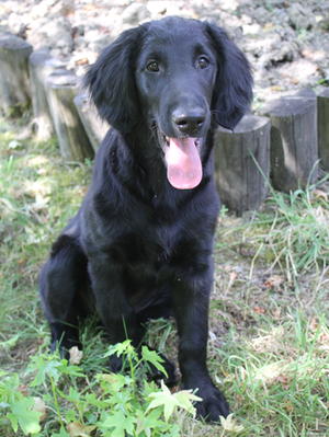 Inca at 15 weeks