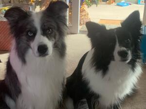 Dasher and Raptor