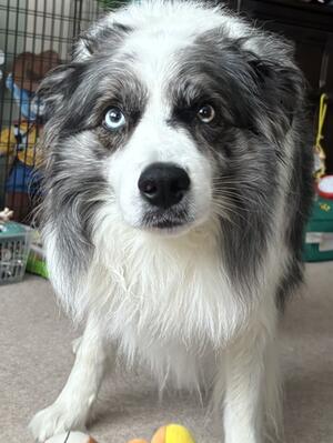 Dasher