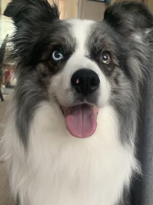 Dasher