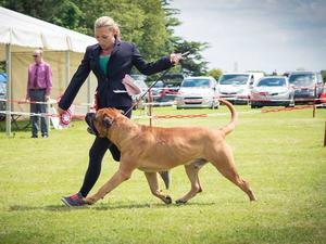 Dave winning working group 1 at Poole Canine Show