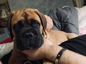 Caeser as a puppy