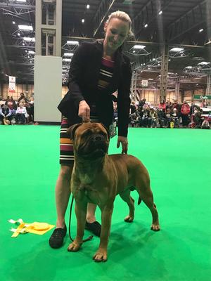 RUPERT 3RD OF 12 YEARLING DOG CRUFTS 2019