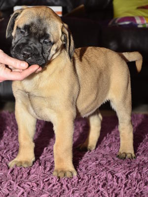 available boy