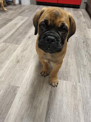 One of caesers puppies
