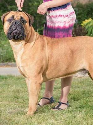 Royceprides Driven Destiny AKA Dave