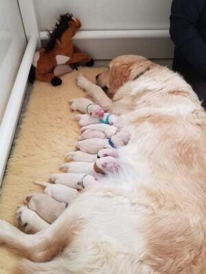 Harrietts first litter