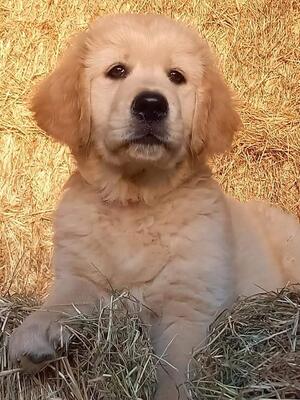 Aristonicus Millificent at 12 weeks
