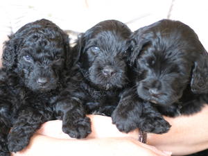 The Boys