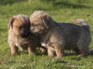 Puppies