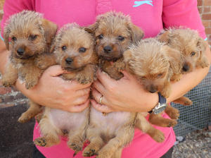 Puppies All