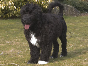 Black Dog puppy available