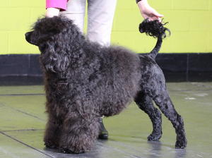 Crufts 2015