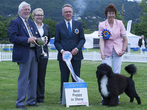Best Puppy In Show NW&PB Ch show July 2016