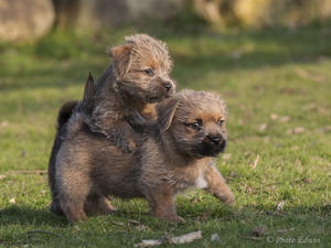 Puppies