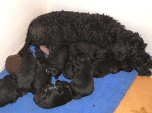 At  2.5 weeks