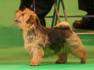 Ch Belleville Seduction BOB Crufts 2014