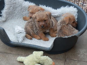 Puppies