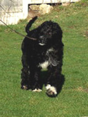 Vinnie, March 2012