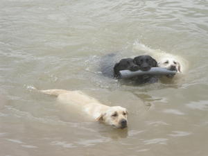 What Labradors do Best