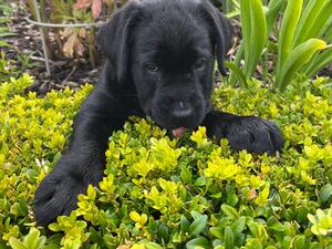 Black girl available