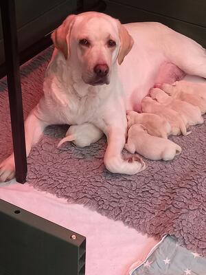 Lovely Lucy and her babies
