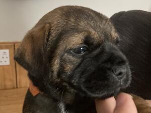 Male pup 3