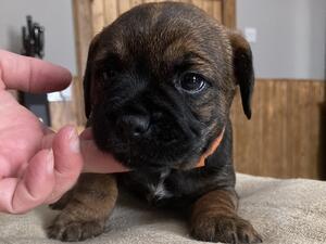 Male pup 2