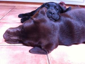 All our dogs live inside together