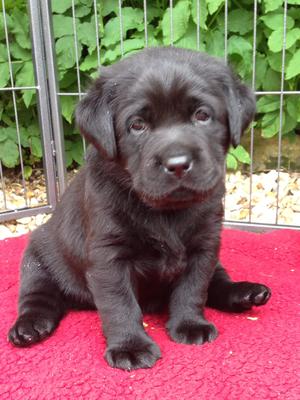 4 week old bitch.