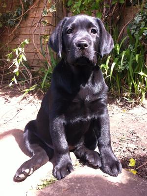 Bitch from previous litter