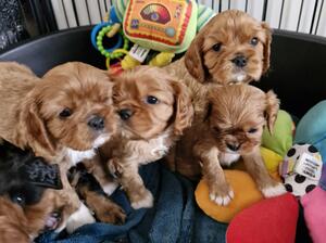 No puppies available