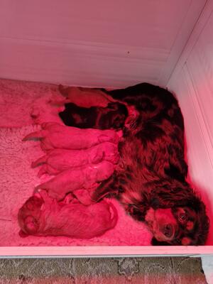 Brydie and babies born 25.4.24