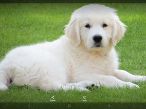 Typical Tidelover puppy
