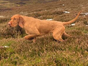 Raffa our male stud dog