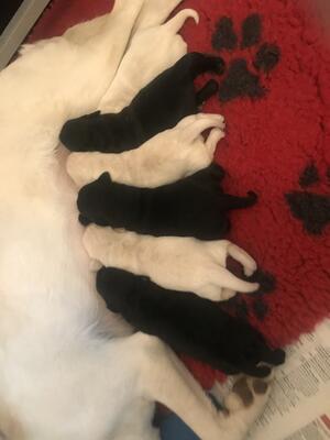 6 puppies 4 boys 2 girls