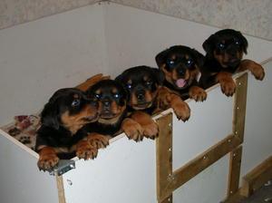 Puppies at 6 weeks