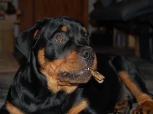Male puppy still available