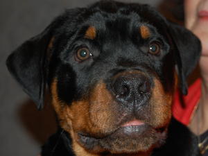 Male puppy still available
