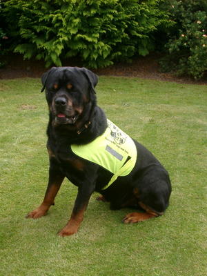 Rudi as a PAT dog