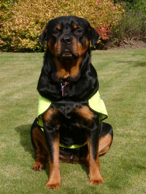 Zoe in her role as a PAT dog